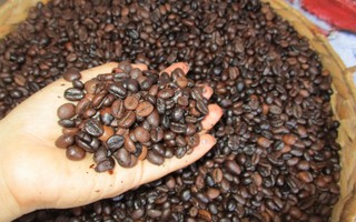 Giá cà phê Robusta lại lập kỷ lục