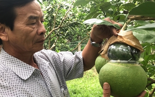 Không bỏ đam mê tạo hình cây, trái