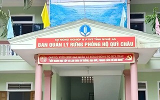 Khởi tố 4 cán bộ ban quản lý rừng phòng hộ