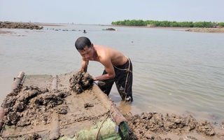 Ngư dân hối hả thu hoạch ngao chạy siêu bão Yagi