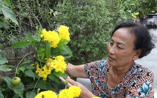 Nhà đẹp đón Xuân: Bí quyết Tết an lành