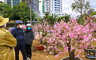 Đào bung nở khắp phố dưới mưa rét, tiểu thương "cắn răng" xả lỗ