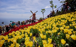 Hoa tulip “bạt ngàn” ở núi Bà Đen 