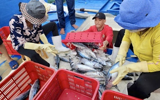 Cá tôm đầy ắp, ngư dân Bà Rịa- Vũng Tàu và du khách “sướng ra mặt”