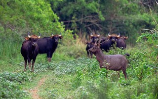 Ngắm chim, thú hoang dã trong "lá phổi xanh" của Đông Nam Bộ