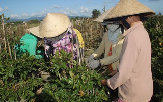 Xanh hóa "thủ phủ" mai vàng miền Trung