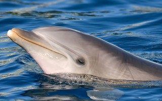 Cá heo mắc cạn, dấu hiệu của căn bệnh đáng sợ của con người