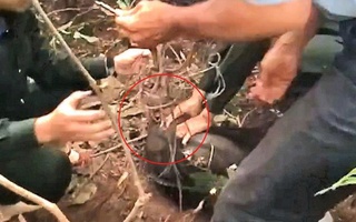 Tham quan bán đảo Sơn Trà, du khách phát hiện khỉ bị mắc vào "hàm của quỷ"