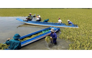 Nước lũ dâng cao, Tây Ninh khẩn cấp hỗ trợ người dân bảo vệ mùa màng