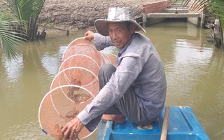 Miền Tây: Cua biển cột bằng dây nilon giá 450.000 đồng/kg