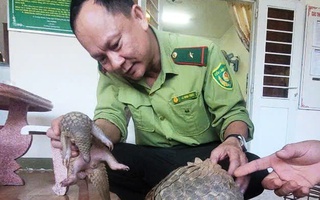 2 động vật quý nằm trong Sách đỏ đi lạc vào nhà dân