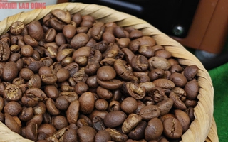 Giá cà phê hôm nay 15-10: Arabica tăng dữ dội