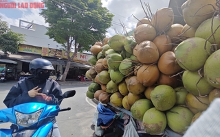 Rõ lý do giá dừa tươi rớt thảm