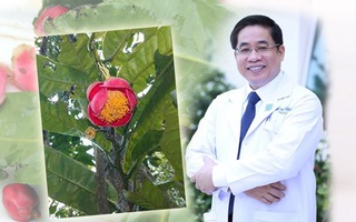 Tên PGS.TS Nguyễn Hoàng Bắc, Giám đốc Bệnh viện Đại học Y Dược TP HCM, được đặt cho loài hoa mới