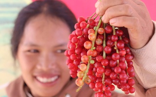 "Hạt ngọc trời" - ngũ vị tử trên đỉnh Ngọc Linh