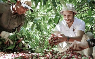 Giá cà phê hôm nay 17-10: Robusta tăng tiếp