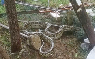 Trăn đất dài 3 m lạc vào khu dân cư ở TP Đà Nẵng