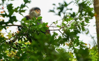Kế hoạch lớn cho bán đảo Sơn Trà
