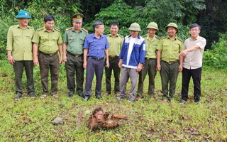 Tưởng kẻ trộm gà, ai ngờ là "vị khách" đặc biệt quý hiếm nặng 30 kg
