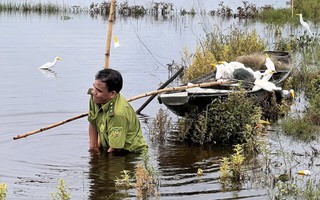 CLIP: Nhói lòng cảnh cò trắng bị khâu mắt, làm mồi nhử trên "tử địa" bẫy chim trời