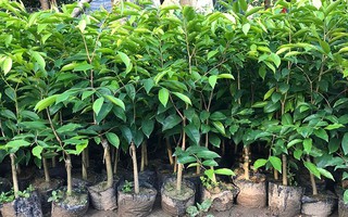 Quảng Trị: Công an cảnh báo về cây Kỳ Hải Nam