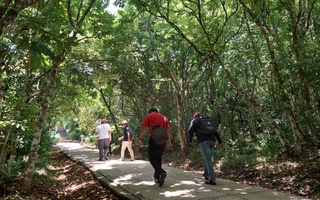 Gìn giữ quần thể cây di sản ở Cồn Cỏ