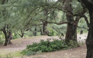 Phục hồi, phát triển rừng phi lao ven biển