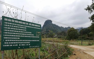 Hổ xuất hiện ở Phú Thọ