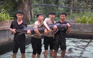 Cá tầm "15 năm tuổi" lớn nhất Việt Nam sắp được chào bán