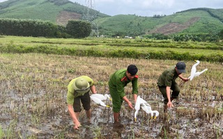 Thứ kỳ lạ giữa cánh đồng khiến ai cũng sững sờ ở Quảng Trị