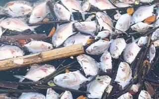 Cá lồng bè chết bất thường hàng loạt ở Đặc khu Vân Đồn