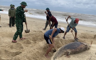 Cá heo trôi dạt vào bờ biển Quảng Trị