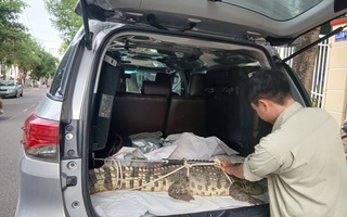 Cá sấu nặng hơn 50 kg “đi lạc” vào phố ở Gia Lai