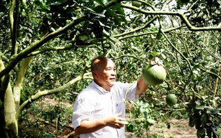 Số hóa canh tác hữu cơ bưởi da xanh