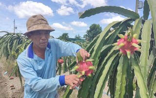 Giá nông thủy sản miền Tây: Trái thanh long "bán rẻ như cho" tại vườn