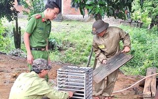 Bắt được con vật "mặt đỏ như gấc", người dân trình báo chính quyền