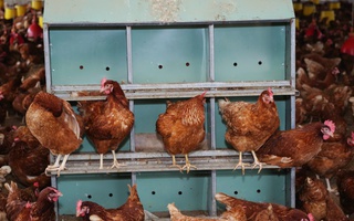 Giá trứng gà bất ngờ tăng vọt, tiến sát mốc 4.000 đồng/trứng