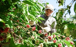 Vụ cà phê kết thúc "như mơ", nhưng...