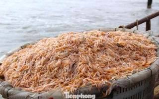 Ngư dân rẽ sóng săn con bé tí teo, bỏ túi tiền triệu mỗi ngày