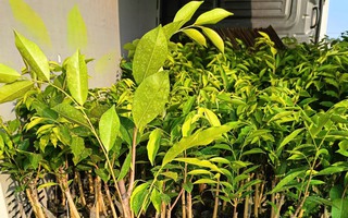 Thực hư cây "Kỳ Hải Nam" được đồn tạo trầm hương bạc tỉ ở Quảng Trị