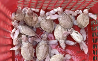 Phép màu giữa thiên nhiên: 17 rùa con bạch tạng chào đời ở Côn Đảo