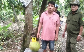 Đồng Tháp: Khởi tố đối tượng trộm 2 trái mít Thái