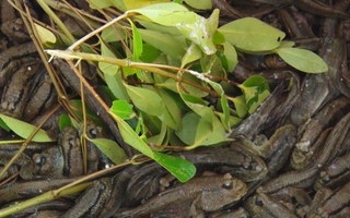 Giá nông thủy sản miền Tây: Loài cá biết leo cây ở Cà Mau hơn 300.000 đồng/kg