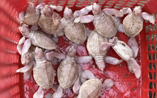 VIDEO: Kỳ diệu khoảnh khắc 17 rùa con bạch tạng cực hiếm chào đời ở Đặc khu Côn Đảo