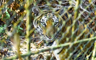 Đề xuất chuyển giao đàn hổ 9 con về Vườn thú Hà Nội