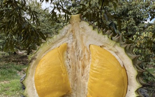 Quê hương của Musang King nhập khẩu sầu riêng Việt Nam để tiêu thụ nội địa