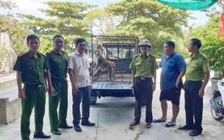 "Vị khách không mời" xuất hiện trong vườn nhà dân, hóa ra là loài quý hiếm