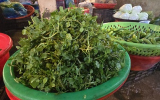 Giá nông thủy sản miền Tây: Rau xanh tăng giá vùn vụt