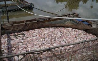 Hình ảnh cá diêu hồng chết trắng trong bè trước ngày xuất bán ở Cần Thơ