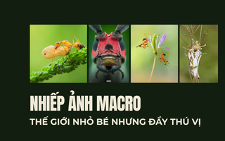 Nhìn thế giới từ góc độ khác: Nghệ thuật nhiếp ảnh macro